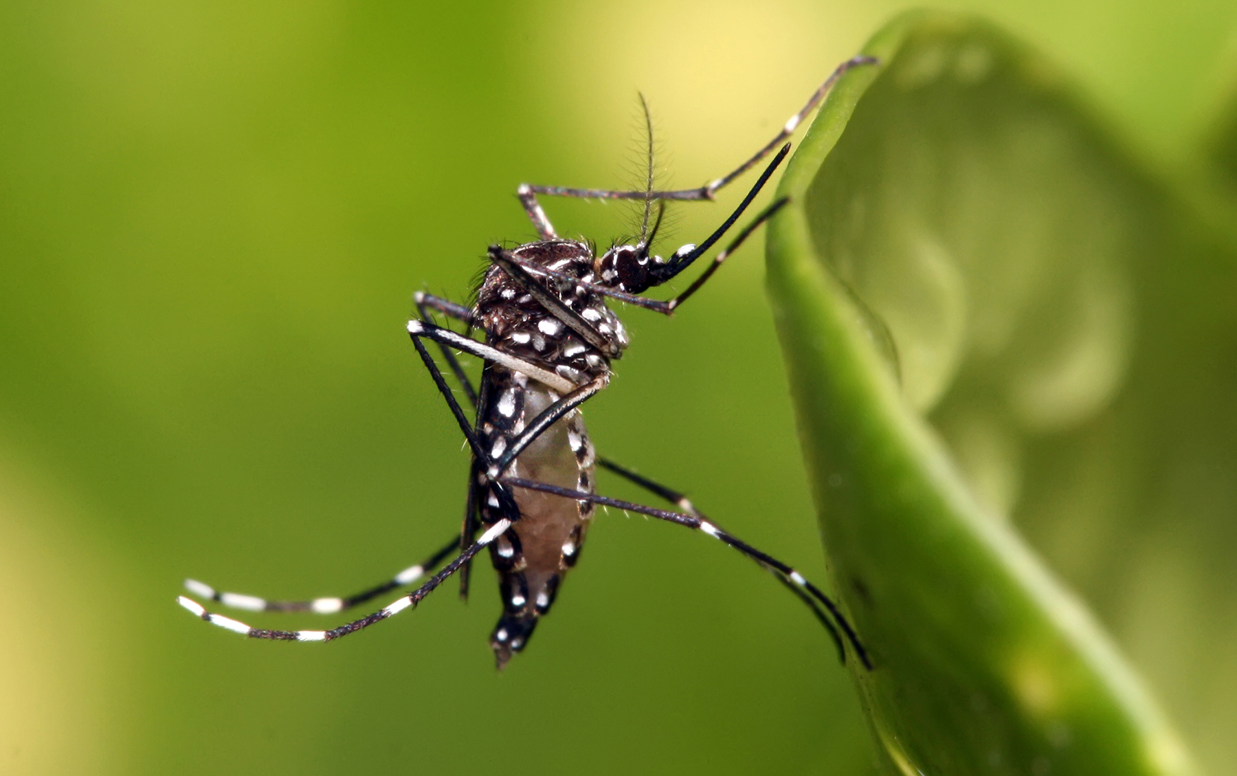 DENGUE