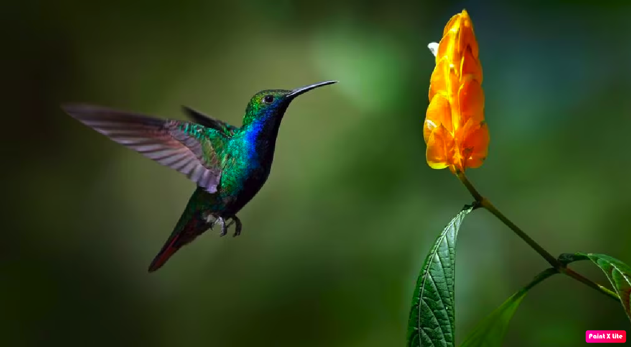COLIBRÍ