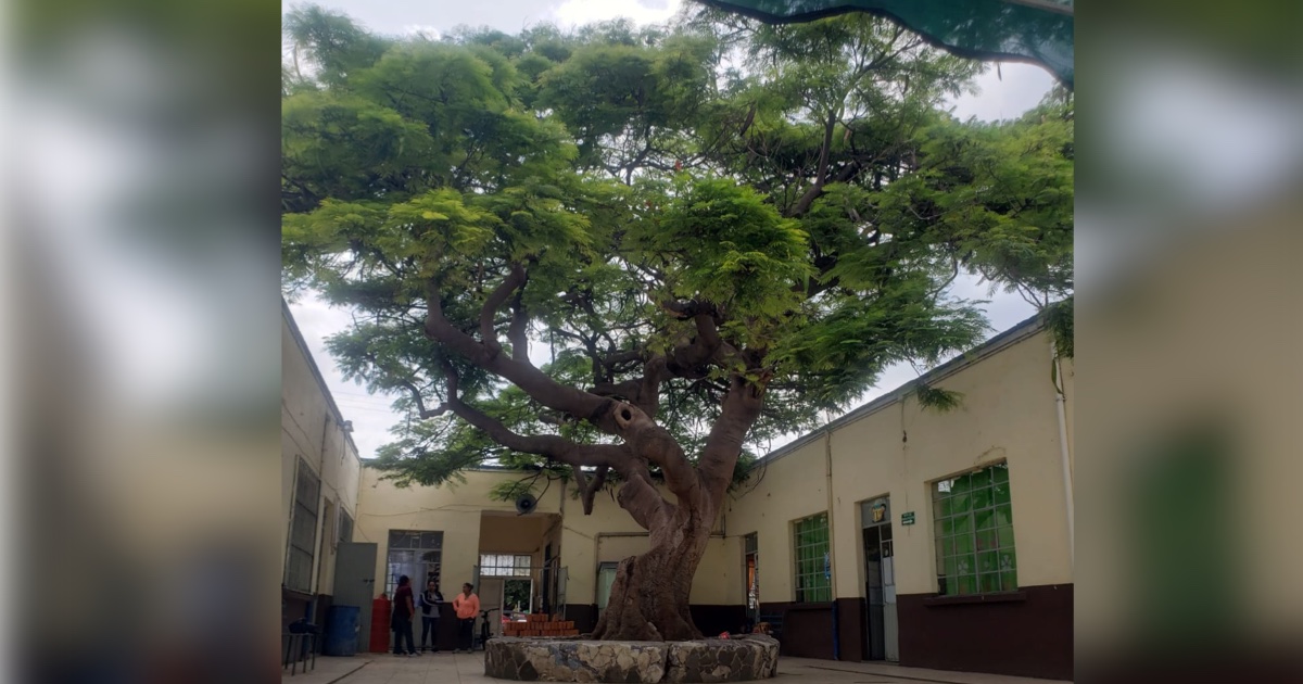 ÁRBOL