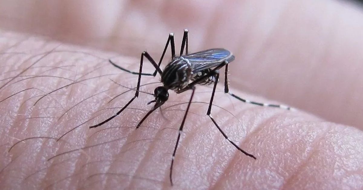 DENGUE