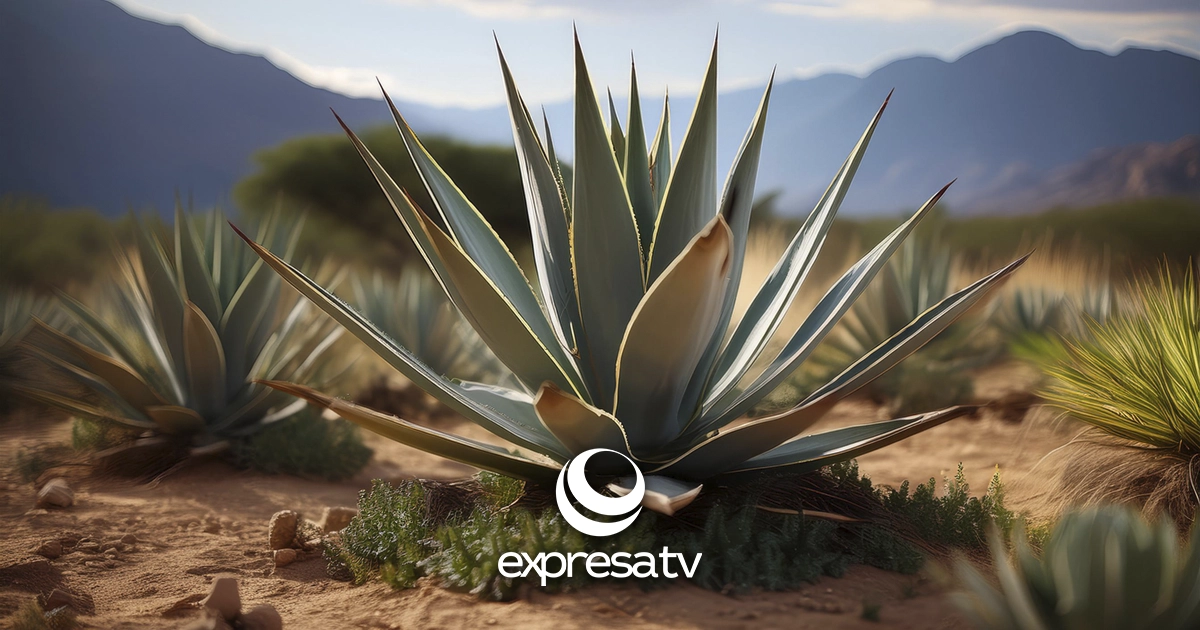 AGAVE