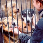 Título de sección (41)