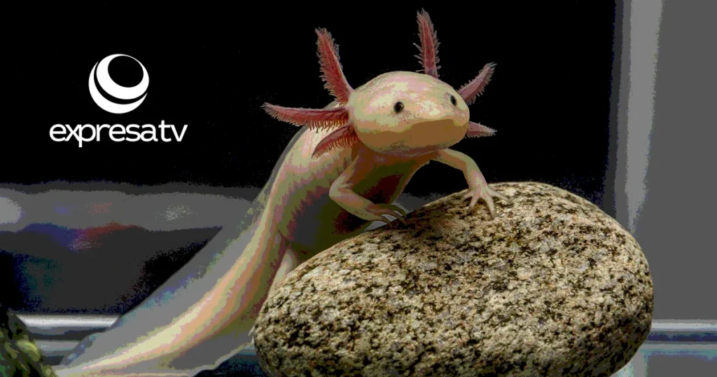 AXOLOTL