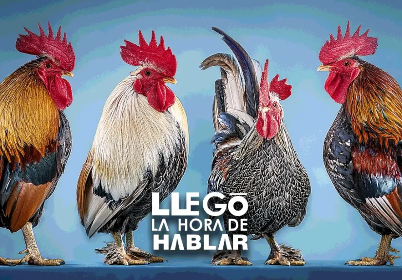 GALLOS