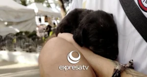 ANIMALES COMPAÑÍA