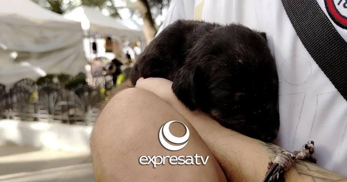 ANIMALES COMPAÑÍA